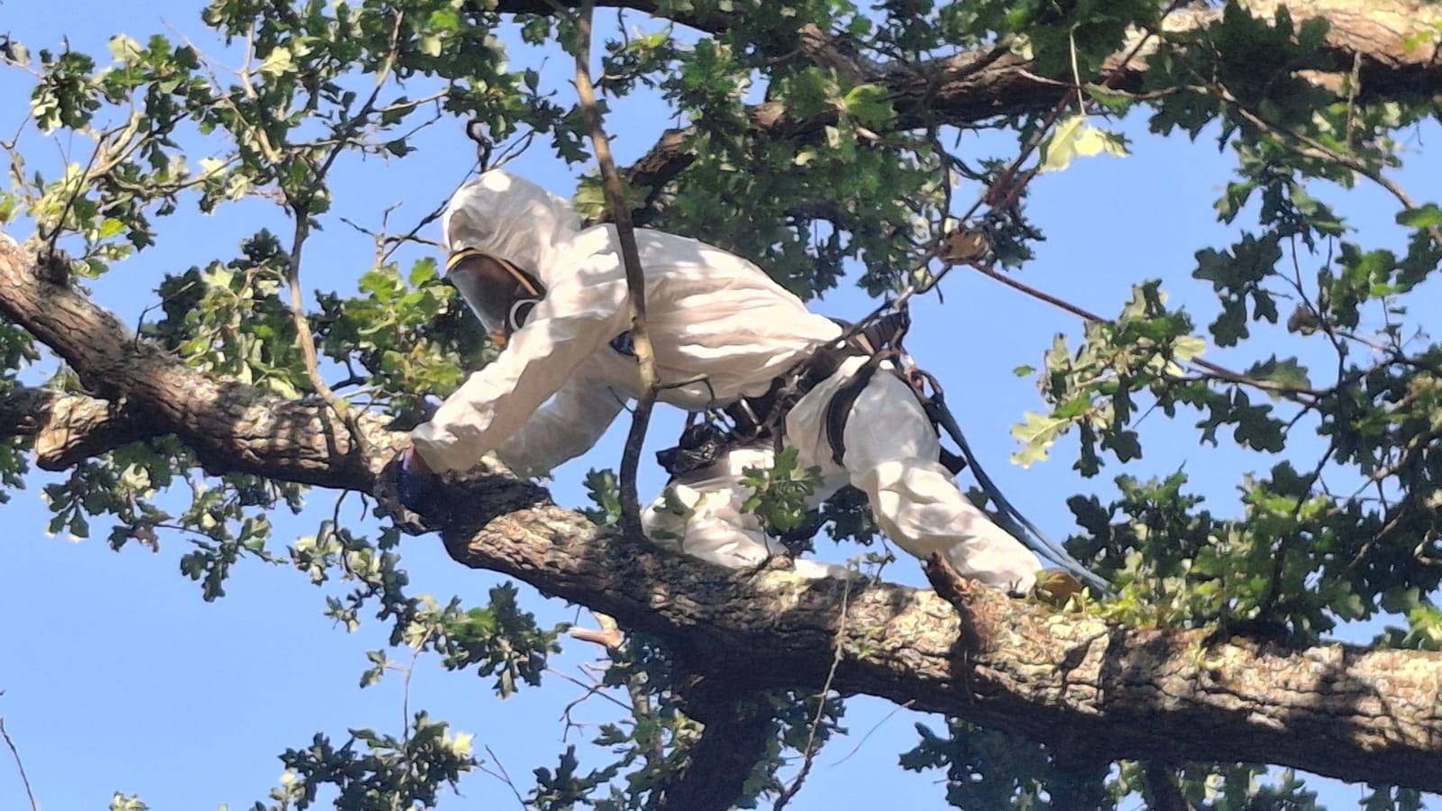 Amber Tree Care tree surgeon in a full protective suit removing OPM nests in an oak
