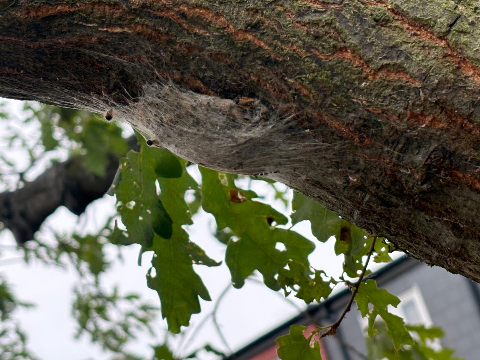 Oak processionary moth nest on the underside of an oak branch