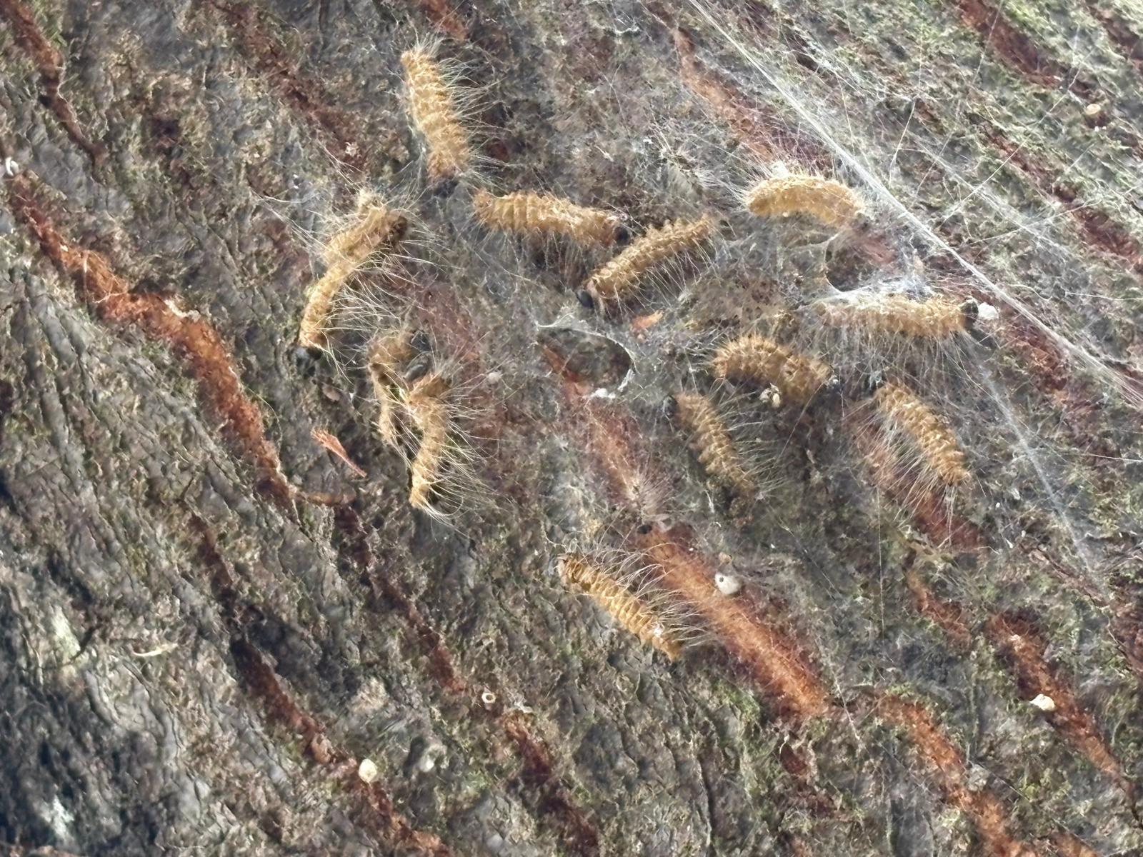 Oak processionary moth caterpillars clustered on oak bark